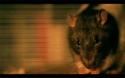 Young Knives's Ratty